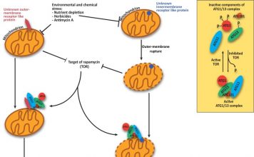 Cleaning system of the brain cells is weakened in people with Alzheimer’s