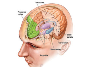 Two distinct parts of the human brain have been shown to help protect our memories from interfering with one another