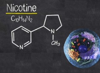 Researchers have developed a protein sensor which allows for the observation of nicotine’s movement in cells