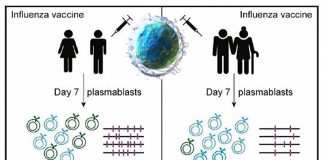 The influenza vaccine may be less effective in the elderly due their B cells
