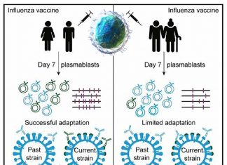 The influenza vaccine may be less effective in the elderly due their B cells