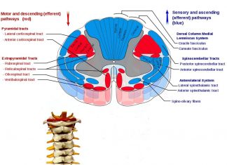 New research has shown that the spinal cord is also able to process and control complex functions