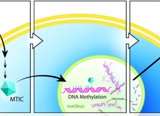 Cancer researchers have reported significant progress in the treatment of glioblastoma
