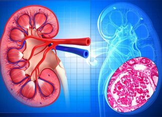 A synthetic TIP peptide disrupt the destructive inflammation that occurs in nephritis