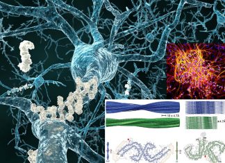 Abnormal tau filaments associated with chronic traumatic encephalopathy (CTE)