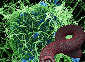 An antibody taken from an Ebola survivor has been found to target all three human strains of the virus