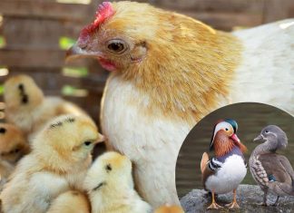 Birds can control the sex of their chicks