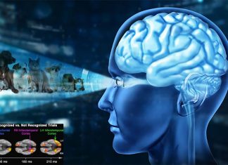 Brain inferotemporal (IT) cortex is necessary for recognizing individual objects
