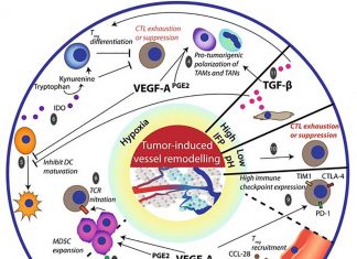 Cancers are dynamic – growing and evolving in response to their unique surroundings