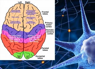 Cerebral processes : which functions in which side ?