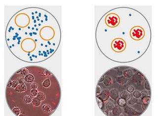 Genus Rhodobacter harmless purple bacteria are capable of visualizing tumors