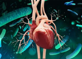 Changes in the gut microbiome with aging impact vascular health