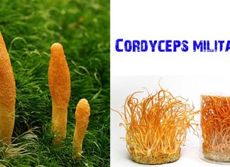 A substance from a fungus could offer new treatment hope for sufferers of osteoarthritis