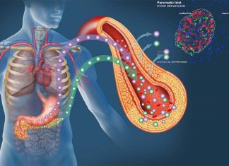 Diabetes: controlling insulin – glucagon plays a crucial part