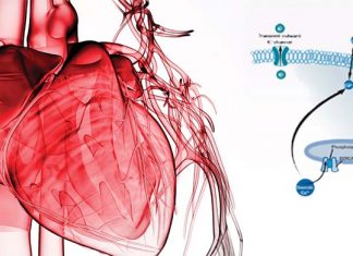 Evidence that increased activin type II receptor (ActRII) activity correlates with worsening heart failure