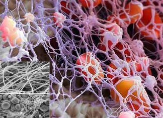 Fibrinogen is the blood key to liver regeneration