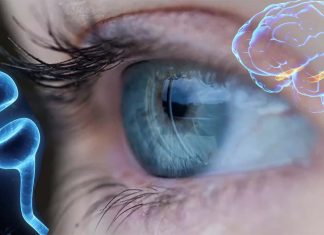 First evidence that the hippocampus is necessary for future planning
