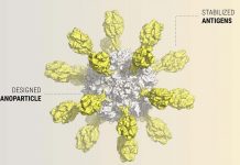 First nanoparticle vaccine candidate for respiratory syncytial virus