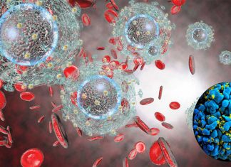 HIV – Blocking genetic regulator called SAF only infected cells die