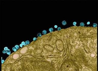 HIV is curable : stem cell transplants from donors carrying a genetic mutation