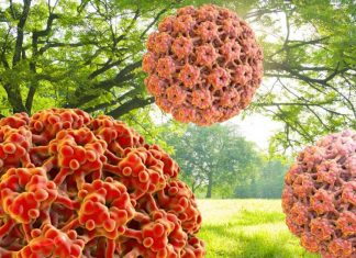 HPV – new plant-based vaccine that stimulates a strong, broadly protective immune response against the virus
