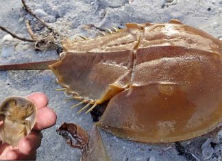 Horseshoe crabs are part of the arachnid radiation like spiders and scorpions