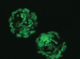 Stem cell-based therapies : Vitamin B3 boosts production of blood cells