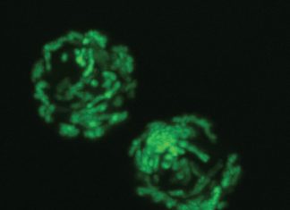 Stem cell-based therapies : Vitamin B3 boosts production of blood cells