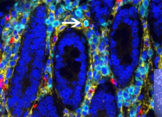 Modulating blood-forming stem cells facilitate mobilization procedures used for stem cell-based transplants