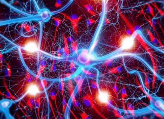 Multiple sclerosis : Brain stem cells look much older than they really are