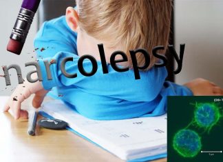 Narcolepsy : new discovery – it’s an autoimmune disease
