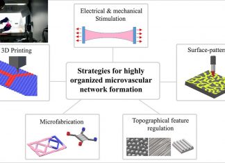 New cardiac patch – completely biological – comprised of stem cells could help repair a heart