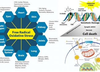 Oxidative stress activates neurons that control sleep function