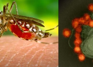 Protection from Zika virus may lie in the saliva of mosquitoes that transmit virus