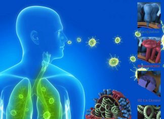Researchers has found a small molecule that combating flu