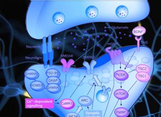 Brain : SHANK3 protein – effects and defects
