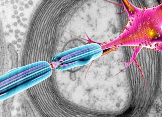 Guardians of the synapse: Schwann cells protect nerves