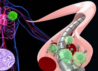 Scientists were able to engineer macrophages to detect and flag cancer
