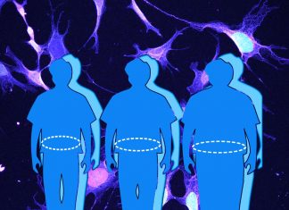 Solved the mystery how celastrol sensitizes brains to leptin, curbing hunger and obesity