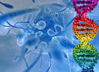 Sperm DNA from the testicles of many infertile men is as good as that of ejaculated sperm of fertile men