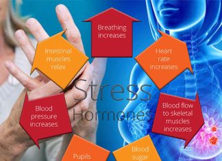Stress hormones contributes to breast cancer metastasis progression