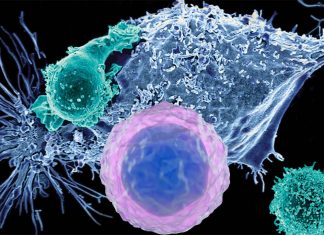 T cells research could help optimize vaccine strategies
