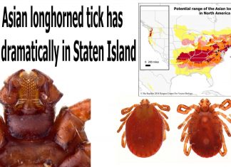 The Asian longhorned tick has grown dramatically in Staten Island
