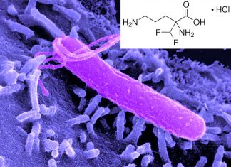 The drug DFMO acts directly on the bacterium Helicobacter pylori to reduce its virulence