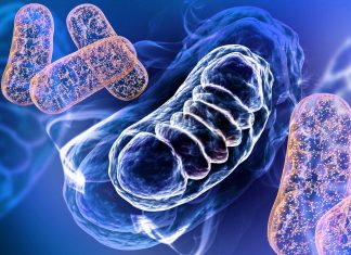 The number of mitochondria in a cell is associated with how the cancer responds to drug therapy