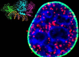 The protein p53 is a critical factor in the onset of many different kinds of cancer