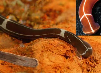 Researchers found marine worms with the ability to regrow a head after amputation