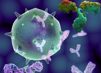 Ufmylation : new target to develop antibodies