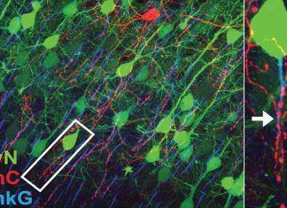 Understanding mental illness : Researchers have determined how a crucial kind of neuron forms connections with other neurons