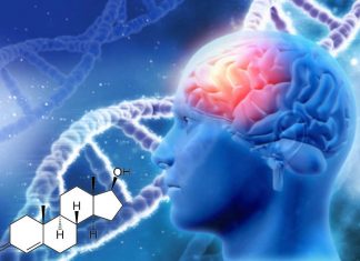 Researchers have discovered a mechanism for how androgens sculpt brain development